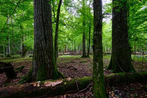 Summertime deciduous tree stand with broken dead trees rotting,Bialowieza For Foto stock