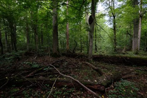 Summertime deciduous tree stand with broken dead trees rotting,Bialowieza For Foto stock