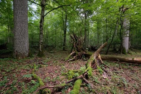 Summertime deciduous tree stand with broken dead trees rotting,Bialowieza For Stock Photos