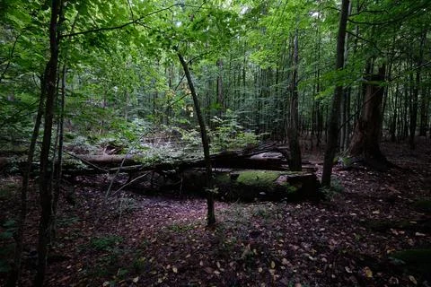 Summertime deciduous tree stand with broken dead trees rotting,Bialowieza For Stock Photos