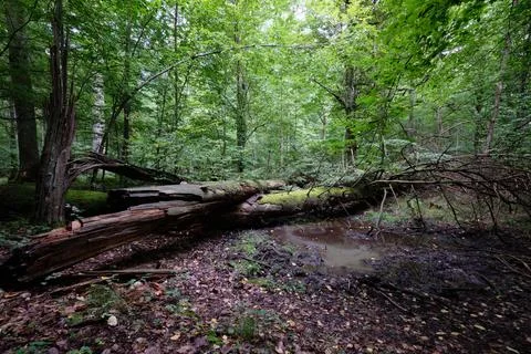 Summertime deciduous tree stand with broken dead trees rotting,Bialowieza For Stock Photos