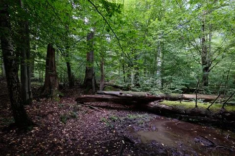 Summertime deciduous tree stand with broken dead trees rotting,Bialowieza For Foto stock