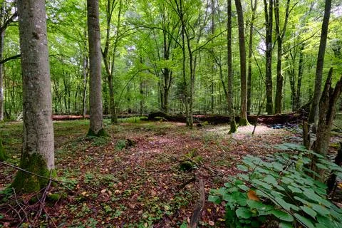 Summertime deciduous tree stand with broken dead trees rotting,Bialowieza For Foto stock