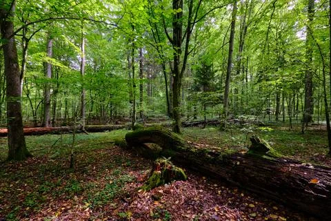 Summertime deciduous tree stand with broken dead trees rotting,Bialowieza For Foto stock