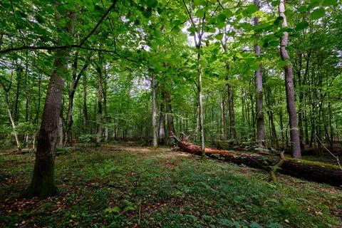Summertime deciduous tree stand with broken dead trees rotting,Bialowieza For Stock Photos