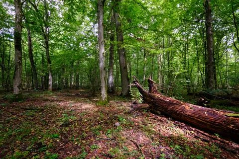 Summertime deciduous tree stand with broken dead trees rotting,Bialowieza For Stock Photos