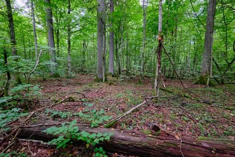 Summertime deciduous tree stand with broken dead trees rotting,Bialowieza For Stock Photos