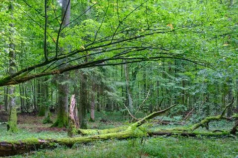 Summertime deciduous tree stand with dead wood in ground,Bialowieza Forest,Po Stock Photos