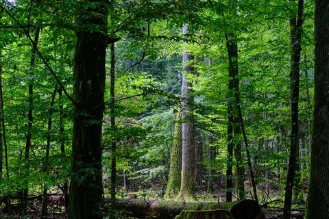 Summertime deciduous tree stand with dead wood in ground,Bialowieza Forest,Po Foto stock