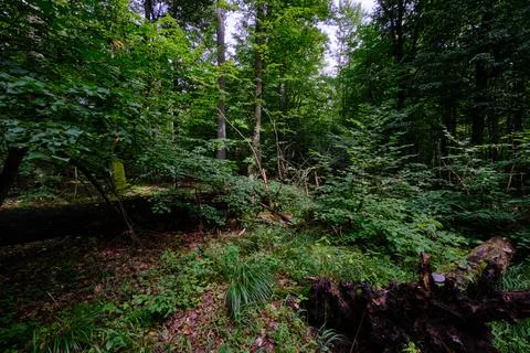 Summertime deciduous tree stand with dead wood in ground,Bialowieza Forest,Po Stock Photos
