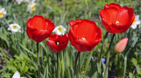 Summertime flowerbed Stock Footage 67298163