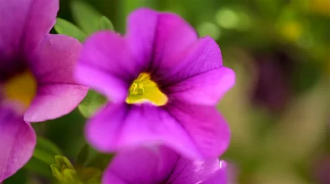 Summertime flowers. Shot with macro lens. 库存影片 49108637
