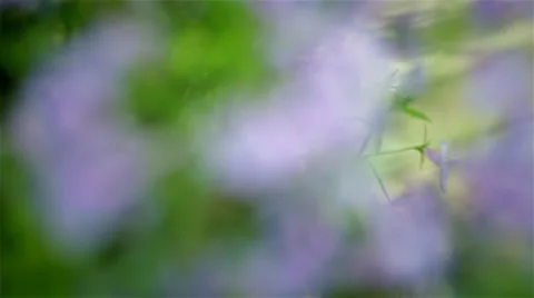 Summertime flowers. Shot with macro lens. Stock-Footage 49108764