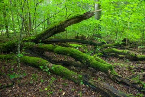 Summertime forest landscape with broken trees Stock Photos