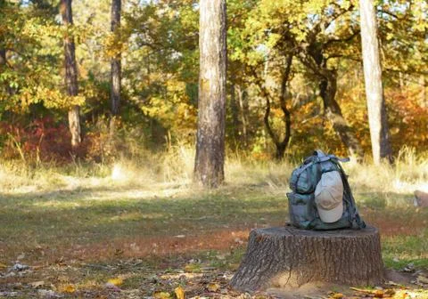 Summertime in forest Stock Photos