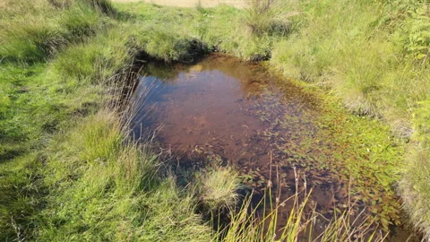 Summertime generic b roll footage of a small pond on Stanage Edge moor in t.. 스톡 동영상 289385637