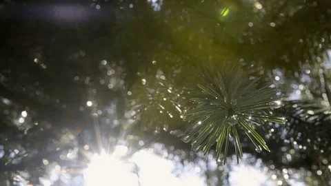 Summertime, grass after a shower of rain 스톡 동영상 73802363