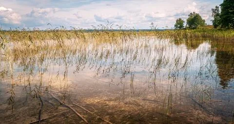Summertime Marsh Landscape under Overcast Sky Stock Photos