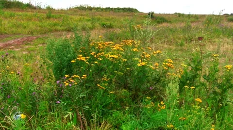Summertime Meadows Stock Footage 66691718