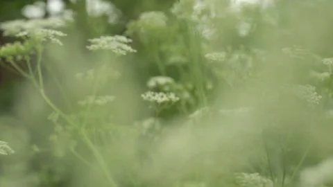 Summertime nature slow motion Stock Footage 246340185