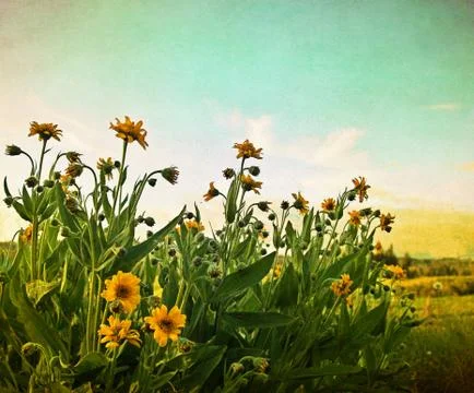 Summertime Stock Photos