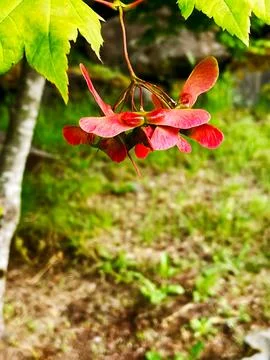 The summertime seeds of a maple tree Stock Photos