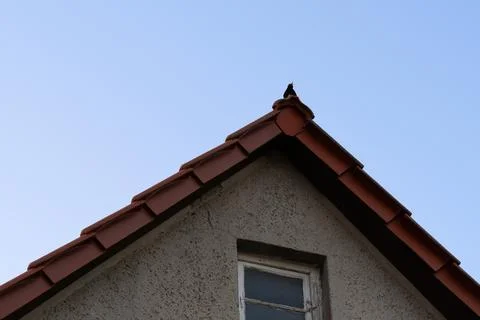 Summertime. A starling is singing while sitting on the roof of an old house, Stock Photos