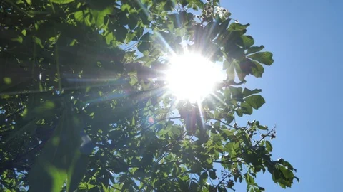 Summertime Sunflare Video stock 125770901