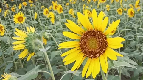 Summertime Sunflower field Stock Footage 276353904