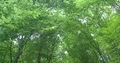 Summertime tree tops tilt down in green mountain range beech forest 4k or 4k+ Resolution