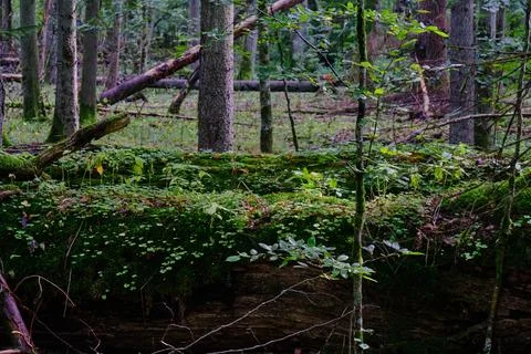 Summertime wet mixed forest with broken dead trees,Bialowieza Forest,Poland,E Stock Photos