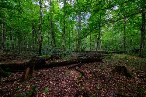 Summertime wet mixed forest with broken dead trees,Bialowieza Forest,Poland,E Stock Photos