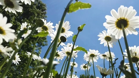 Summertime Wildflowers Stock Footage 111605181