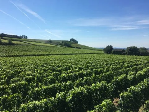 SummerVineyard Stock Photos