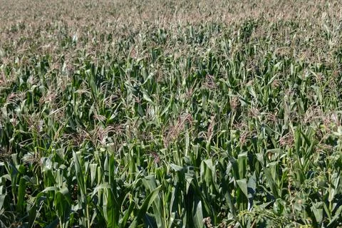 Summery corn field Stock Photos