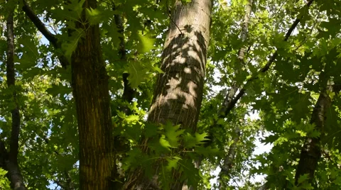 Summery look in an oak Stock Footage 42102677