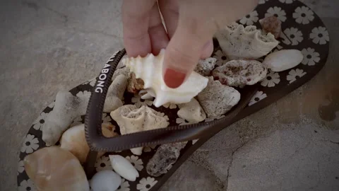 Summery Sea Shell Video stock 254578305