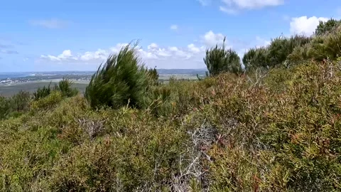 Summit Flora of Mount Coolum: Unique Native Plants, shrubs, and Rocky Landsca Stock Footage 295241203