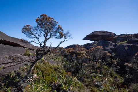 Summit of Mount Roraima, world made of strange volcanic black stones. Stock Photos