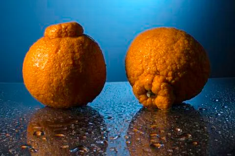 Sumo oranges Stock Photos