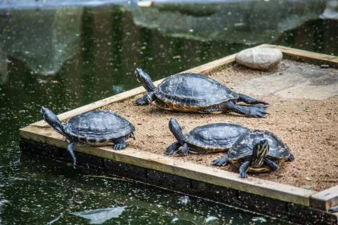 Sumpfschildkrte Stock Photos