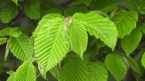 Sumptuous Green Spring Leaves Video stock 53330611