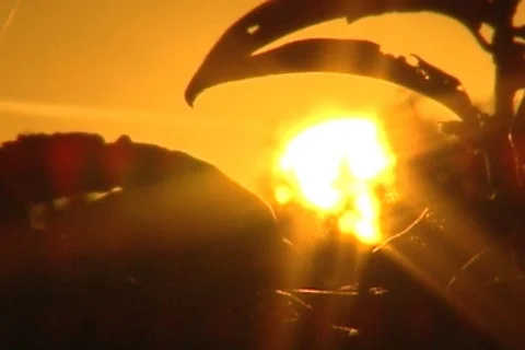 Sun - 065280013 库存影片 851760