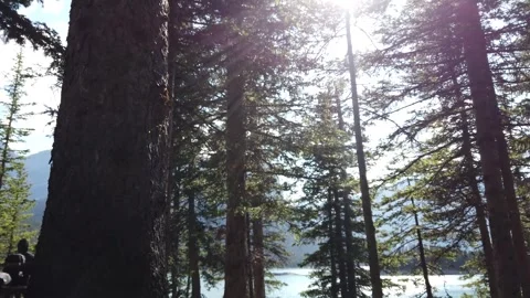 Sun - 2023, rays, forest floor, macro, pan up, forest, trees, summer Stock Footage 257244518