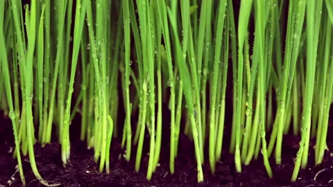 Sun above the grass 動画素材 106463301