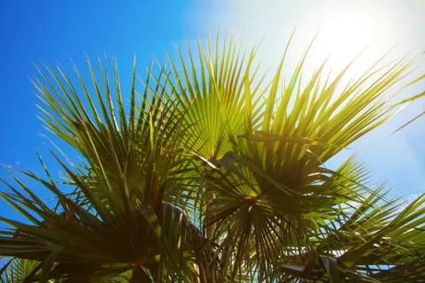 Sun above the palm tree Stock Photos