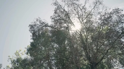 Sun across trees Stock Footage 109223846
