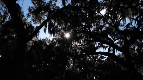 The sun, in all its splendor, shines through a multitude of tree branches Stock-Footage 331021499