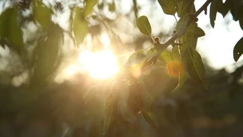 Sun &amp; Almonds Stock Footage 85130807