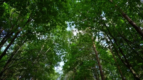 Sun among the branches of green trees on a summer day Stock Footage 155462295